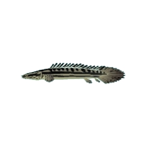 Guinean Bichir